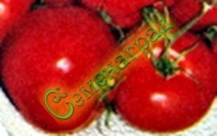Семена томатов Север красный (20 семян), 20 упаковок Семенаград оптовый
