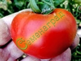 Семена томатов Ротжерс (20 семян), 20 упаковок Семенаград оптовый