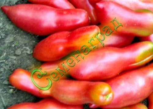 Семена томатов Розовый клык (20 семян), 3 упаковки Семенаград оптовый