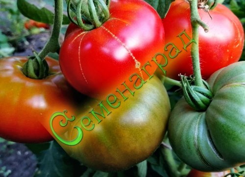 Семена томатов Раннее диво (20 семян), 20 упаковок Семенаград оптовый