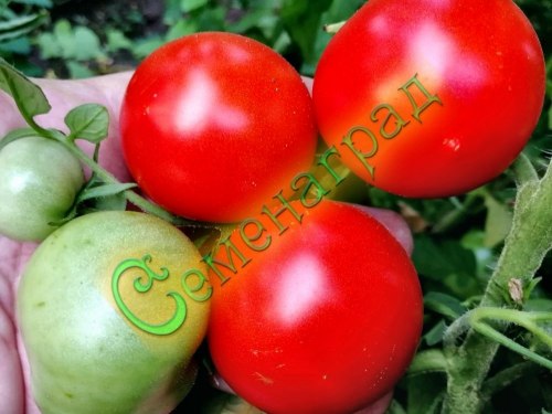 Семена томатов Подмосковная скороспелка (20 семян), 20 упаковок Семенаград оптовый