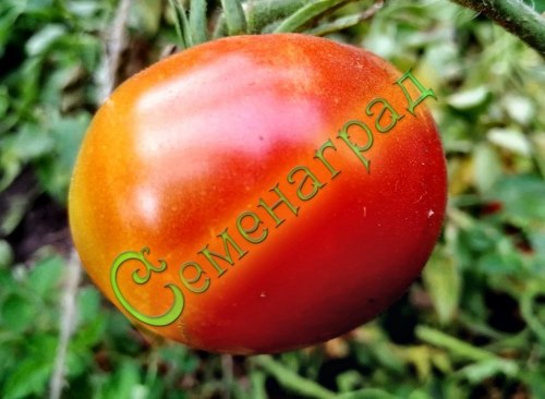 Семена томатов Перемога (20 семян), 20 упаковок Семенаград оптовый