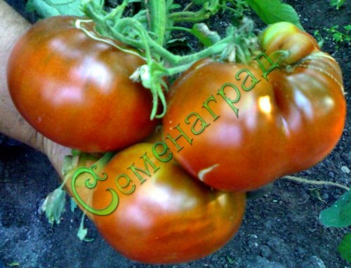 Семена томатов Паслен черный (20 семян), 12 упаковок Семенаград оптовый