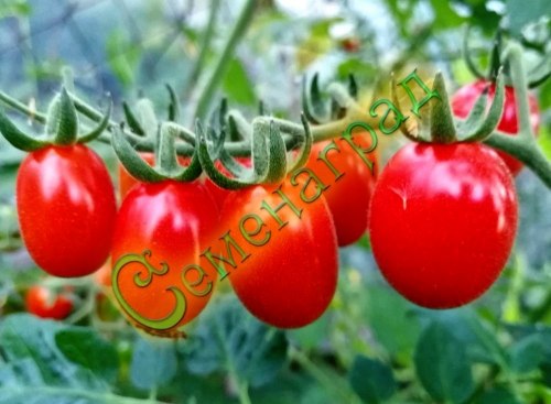 Семена почтой томат Пальчик (20 семян), 12 упаковок Семенаград оптовый
