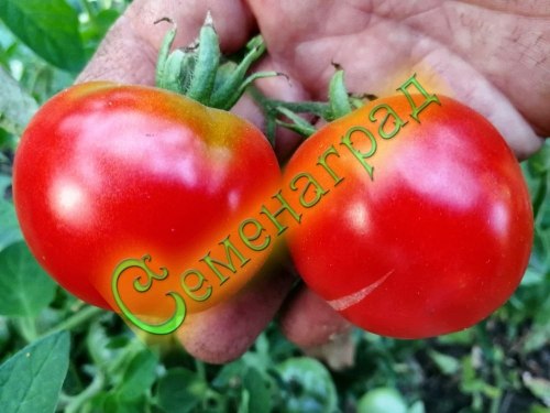Семена томатов Народная скороспелка (20 семян), 12 упаковок Семенаград оптовый