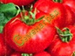 Семена томатов Микадо красный (20 семян), 12 упаковок Семенаград оптовый
