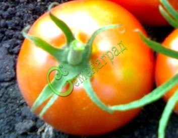 Семена томатов Великолепный - 20 семян