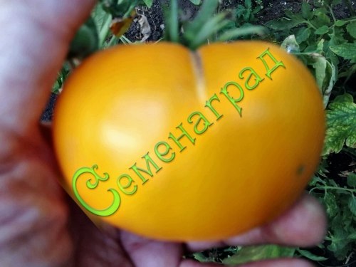 Семена томатов Лимонно-желтые (20 семян), 12 упаковок Семенаград оптовый