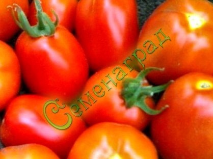 Семена томатов Ладный (20 семян), 20 упаковок Семенаград оптовый