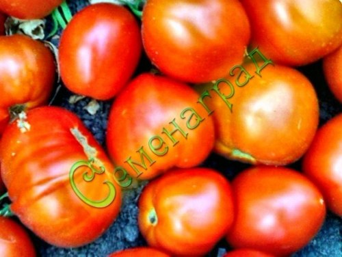 Семена томатов Китайский грунтовый (20 семян), 20 упаковок Семенаград оптовый
