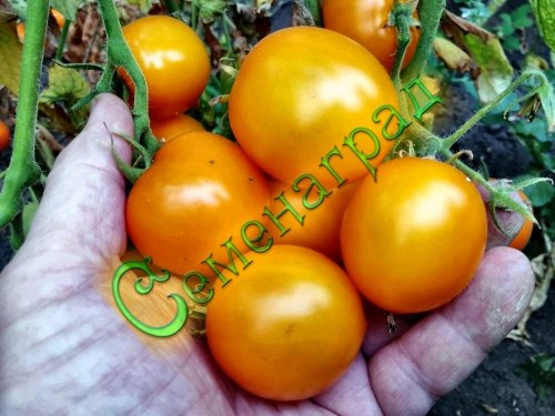 Семена томатов Киндер Рек Делишес (20 семян), 20 упаковок Семенаград оптовый