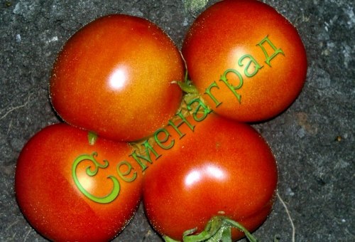 Семена томатов Дубок (20 семян), 20 упаковок Семенаград оптовый