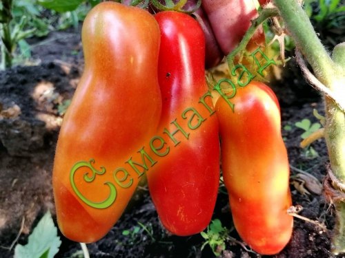 Семена томатов Дрова (20 семян), 5 упаковок Семенаград оптовый