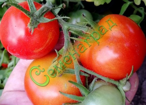 Семена томатов Грибовский грунтовый (20 семян), 20 упаковок Семенаград оптовый