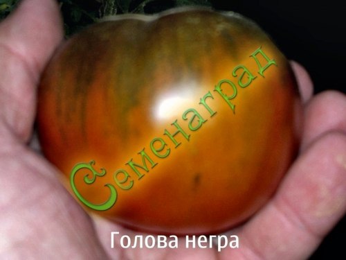 Семена почтой томат Голова негра (20 семян), 15 упаковок Семенаград оптовый