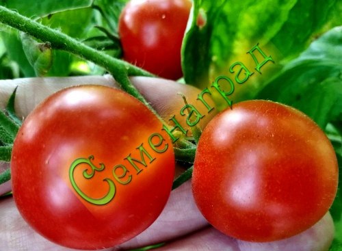 Семена томатов Гаврош (20 семян), 20 упаковок Семенаград оптовый