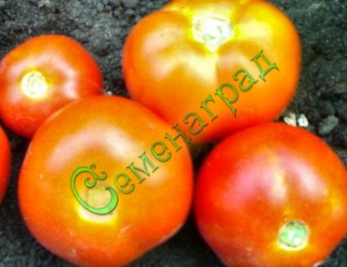 Семена томатов Веселка (20 семян), 15 упаковок Семенаград оптовый