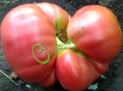 Семена томатов Вента - 20 семян Семенаград
