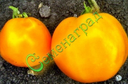 Семена томатов Бычье сердце оранжевый (20 семян), 10 упаковок Семенаград оптовый