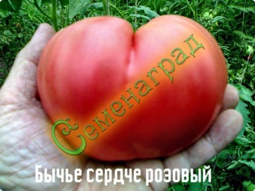 Семена почтой томат Бычье сердце розовый (20 семян), 10 упаковок Семенаград оптовый