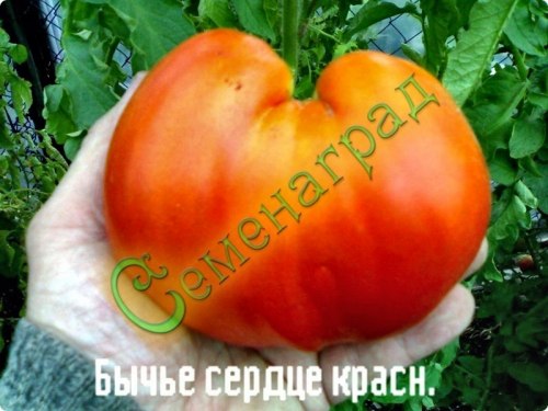 Семена томатов Бычье сердце красный ( 20 семян ), 10 упаковок Семенаград оптовый