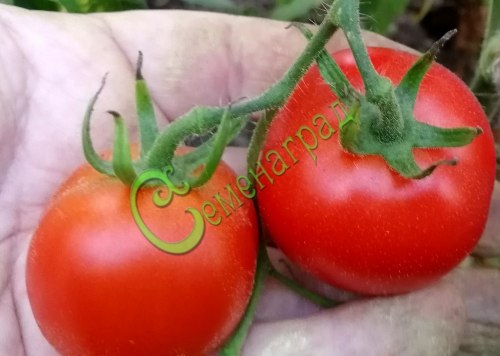 Семена томатов Верлиока плюс - 20 семян Семенаград
