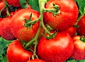 Семена томатов М-8 (20 семян), 12 упаковок Семенаград оптовый