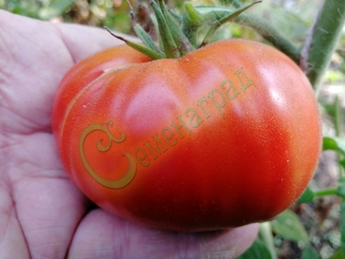 Семена томатов И-3 (20 семян), 12 упаковок Семенаград оптовый