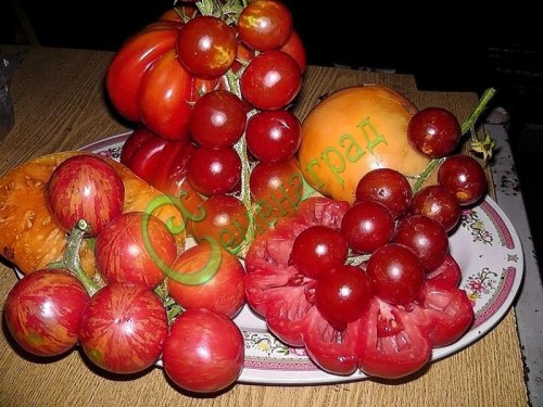 Семена томатов - смесь сортов, 20 упаковок Семенаград оптовый
