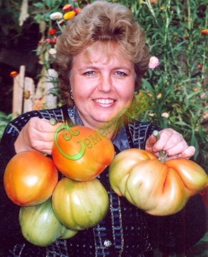 Семена томатов 700-граммовые (20 семян), 5 упаковок Семенаград оптовый