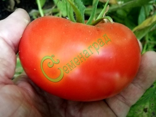 Семена томатов Японское солнце - 20 семян, 20 упаковок Семенаград оптовый