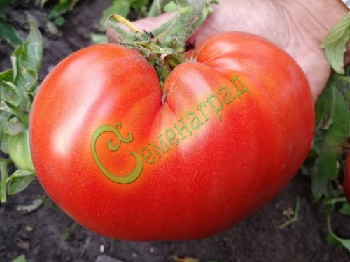 Семена томатов Японский краб - 20 семян, 9 упаковок Семенаград оптовый