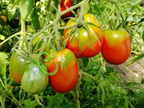 Семена томатов Японское дерево - 20 семян, 20 упаковок Семенаград оптовый
