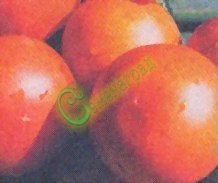 Семена томатов Яблонька России - 20 семян, 20 упаковок Семенаград оптовый