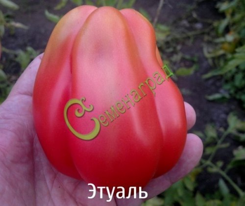 Семена почтой томат Этуаль - 20 семян, 12 упаковок Семенаград оптовый