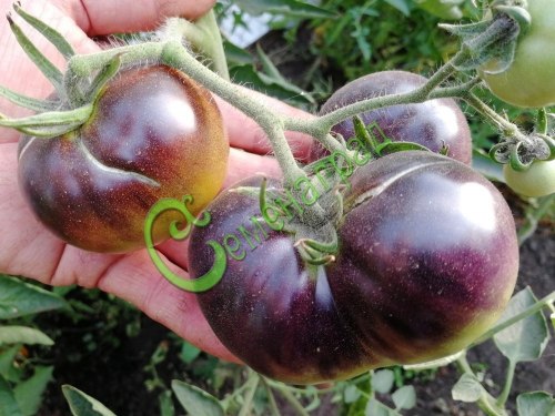 Семена томатов Шеф Губерт, 20 семян, 9 упаковок Семенаград оптовый
