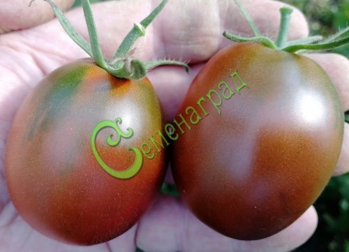 Семена томатов Щедрая сливянка - 20 семян, 20 упаковок Семенаград оптовый