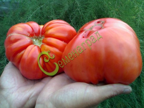 Семена почтой томат Шапка Мономаха - 20 семян, 8 упаковок Семенаград оптовый