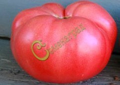 Семена почтой томат Чудо Земли - 20 семян, 9 упаковок Семенаград оптовый