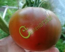 Семена томатов Чёрный мамонт - 20 семян, 12 упаковок Семенаград оптовый