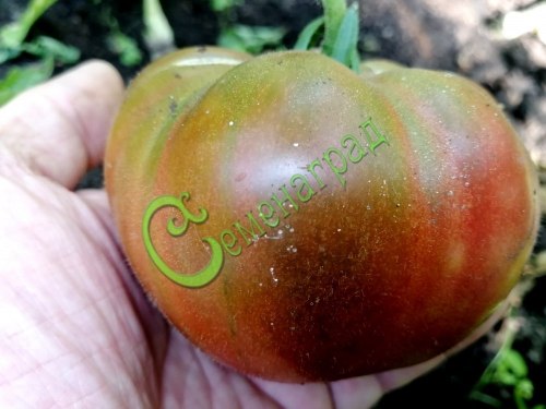 Семена томатов Чёрный ананас - 20 семян, 12 упаковок Семенаград оптовый