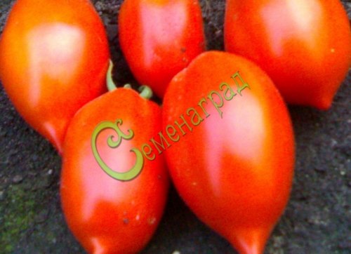 Семена томатов Черемош - 20 семян, 12 упаковок Семенаград оптовый