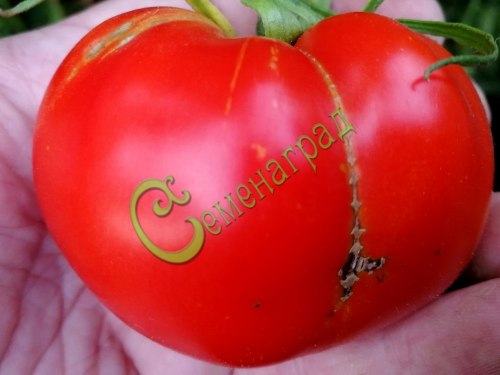 Семена томатов Волгоградский титан - 20 семян Семенаград