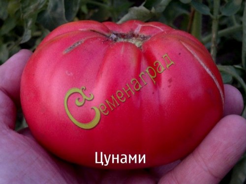 Семена томатов Цунами - 20 семян, 12 упаковок Семенаград оптовый