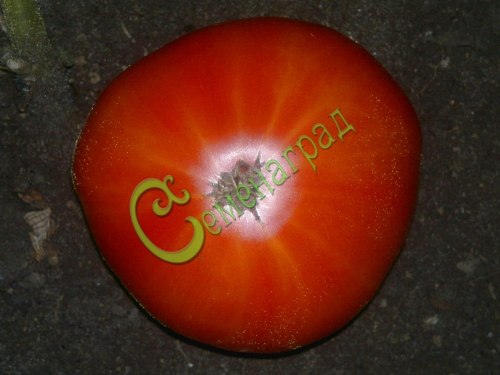 Семена томатов Французский гигант - 20 семян, 12 упаковок Семенаград оптовый