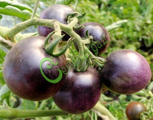 Семена томатов Фиолетовый шар - 20 семян, 9 упаковок Семенаград оптовый