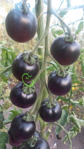 Семена томатов Фиолетовая роза, 20 семян, 9 упаковок Семенаград оптовый