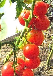 Семена томатов Уникальные - 20 семян, 12 упаковок Семенаград оптовый