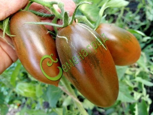 Семена томатов Сосулька чёрная-2 (20 семян), 9 упаковок Семенаград оптовый