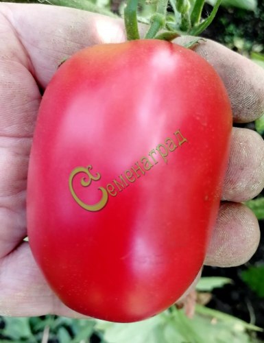 Семена томатов Сливка розовая - 20 семян, 20 упаковок Семенаград оптовый